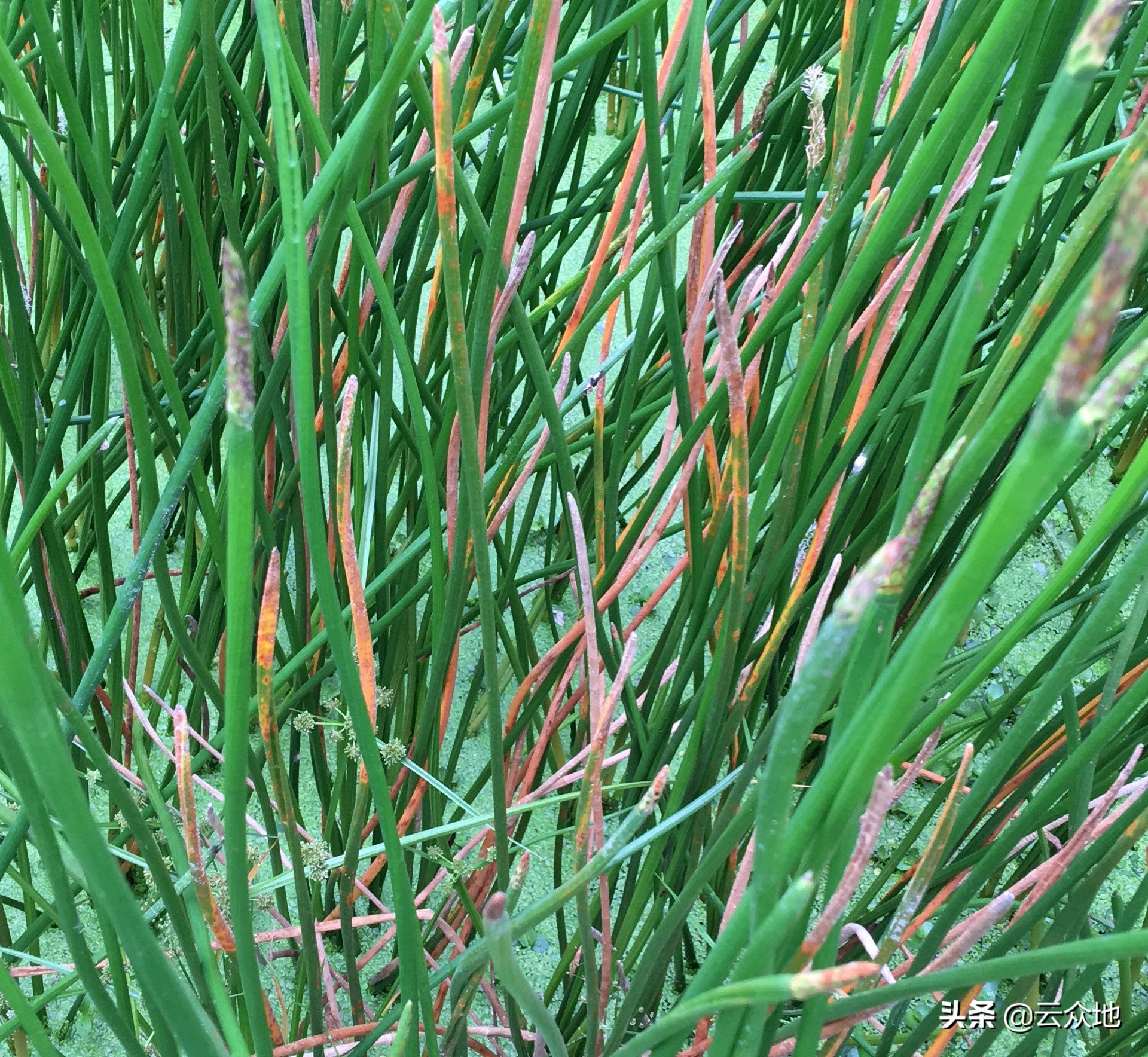 荸荠枯萎病用什么药治疗,农药荸荠秆枯病特效药