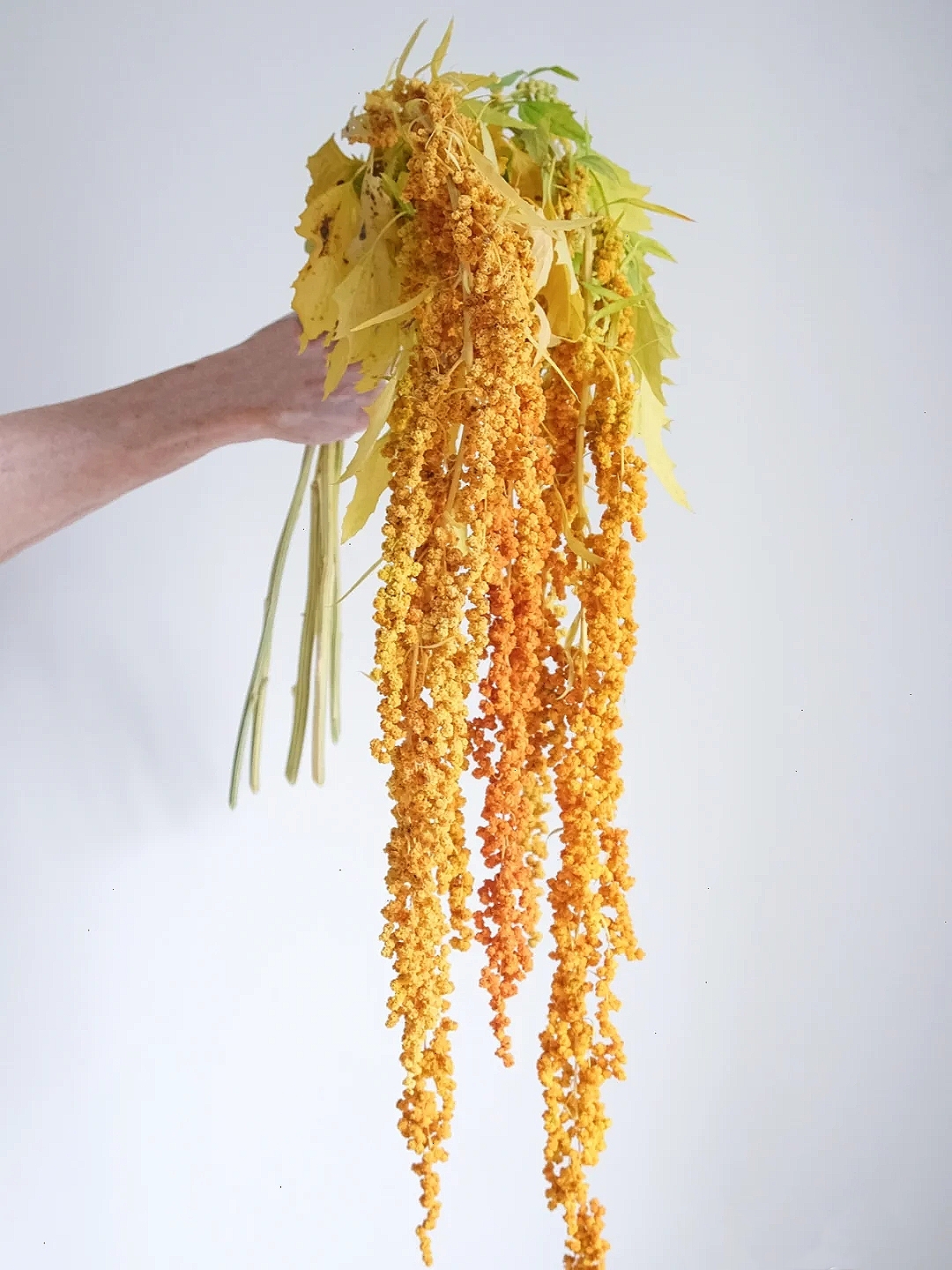 花艺教程花材打理知识,花艺教程常用花材及叶材有哪些