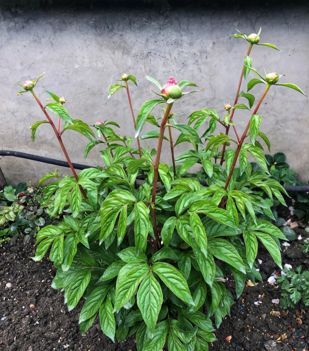 最好看最难养的花卉有哪些,最好养的10种花