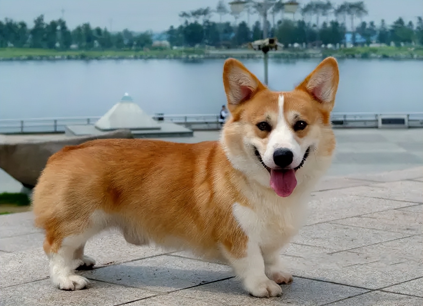 养狗推荐这5种狗狗好养又听话,养狗不要养的七种狗养了都后悔