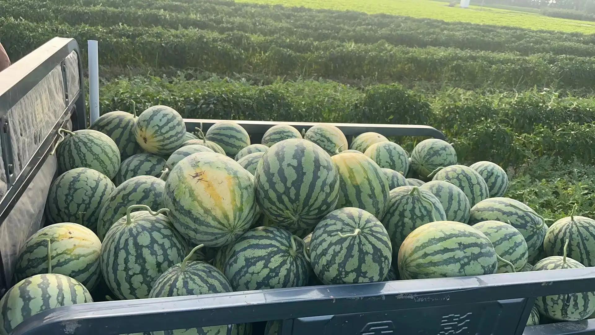 田园风光,田园风光诗词100首