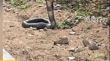 男子夜晚开车惊见巨蟒挡道,两男子路上遇到眼镜王蛇