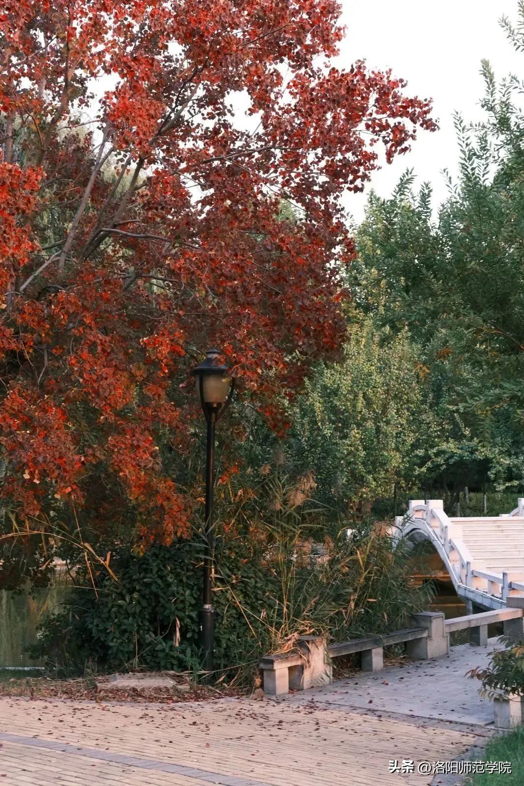 欢迎报考！选择洛师的N个理由