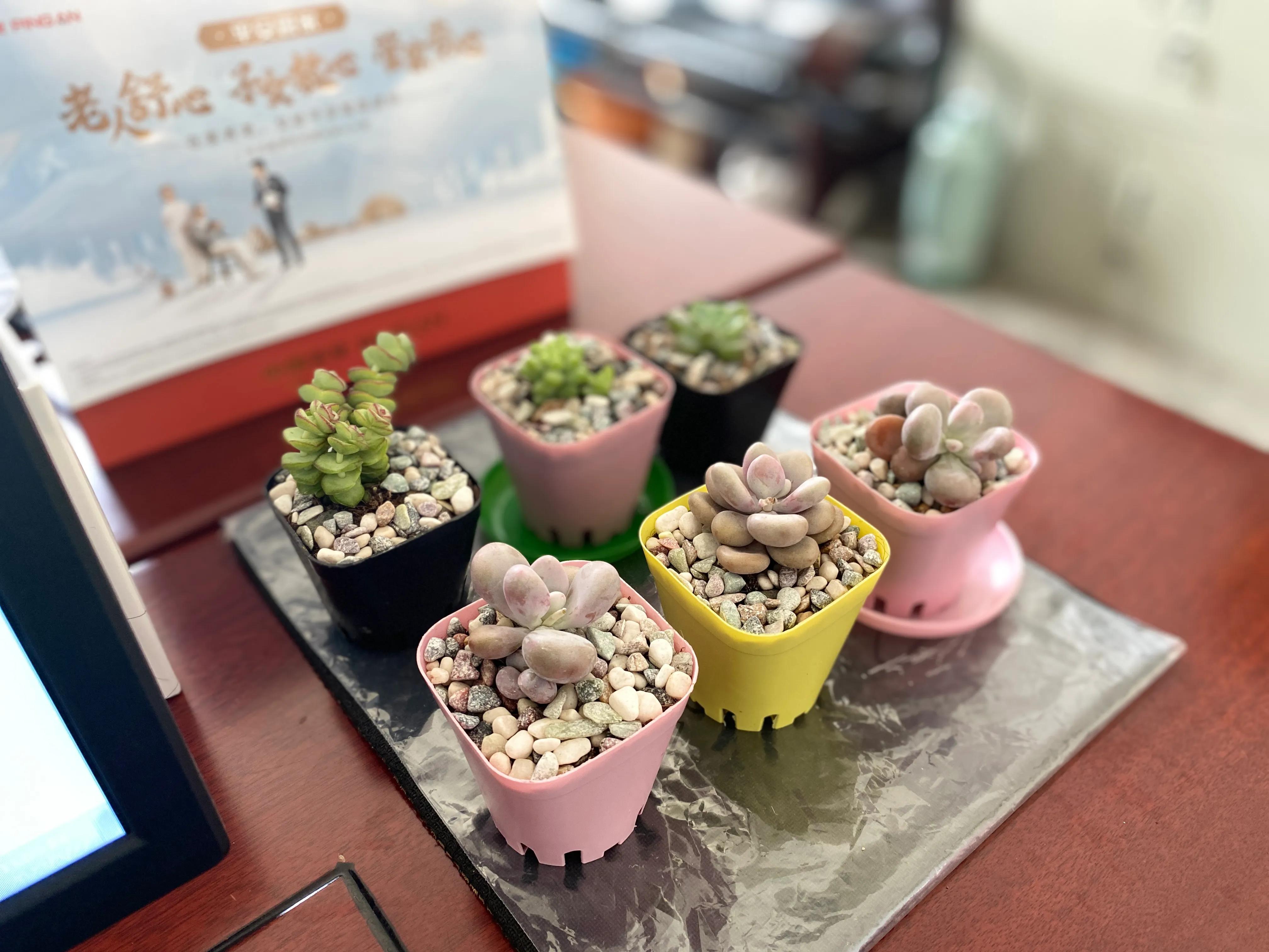 最好养不怕冷不怕热的多肉,新手小白养多肉教程