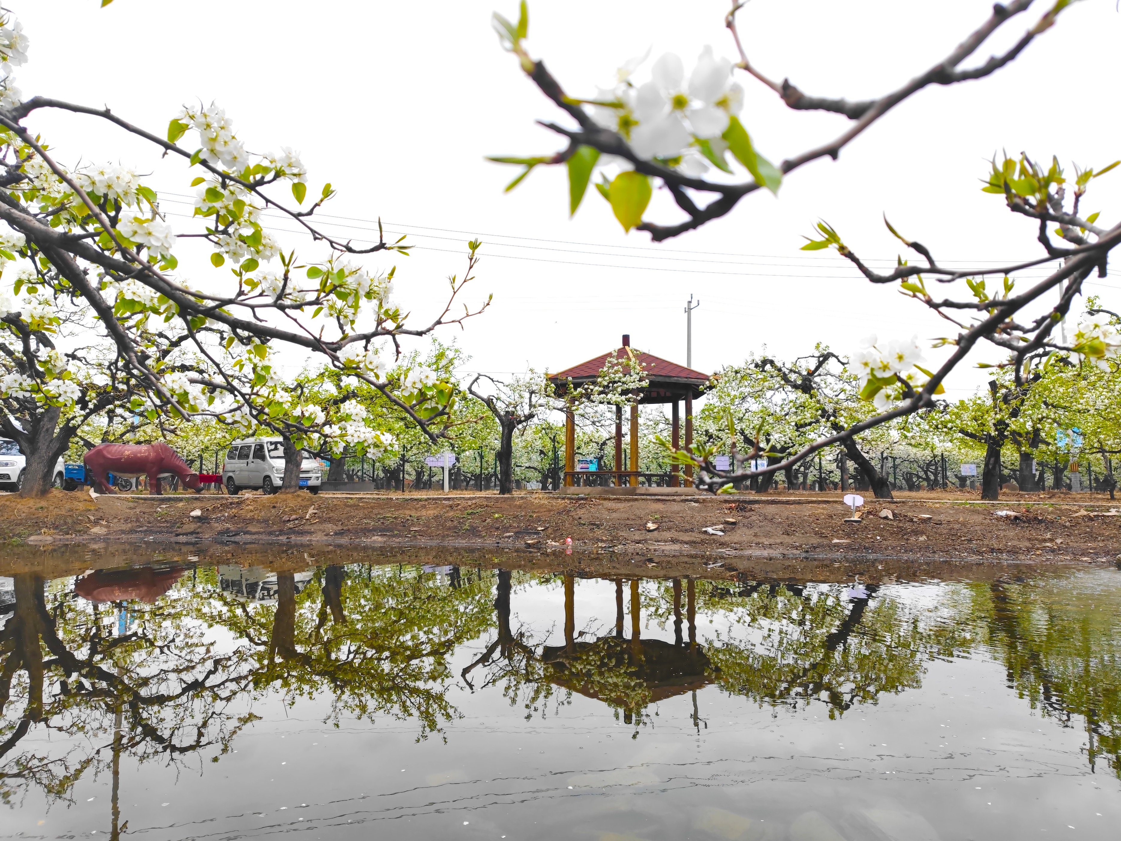北京万亩梨花园,踏青好去处梨花节打卡地