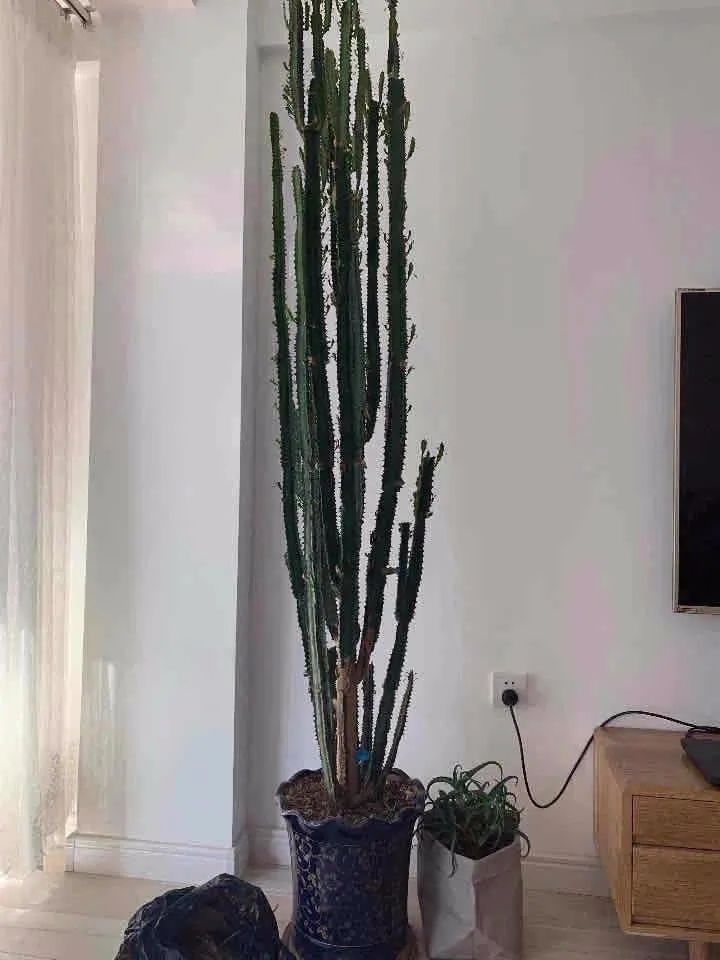 养这10种花越养家里越干净,适宜在家中养的10种花排名