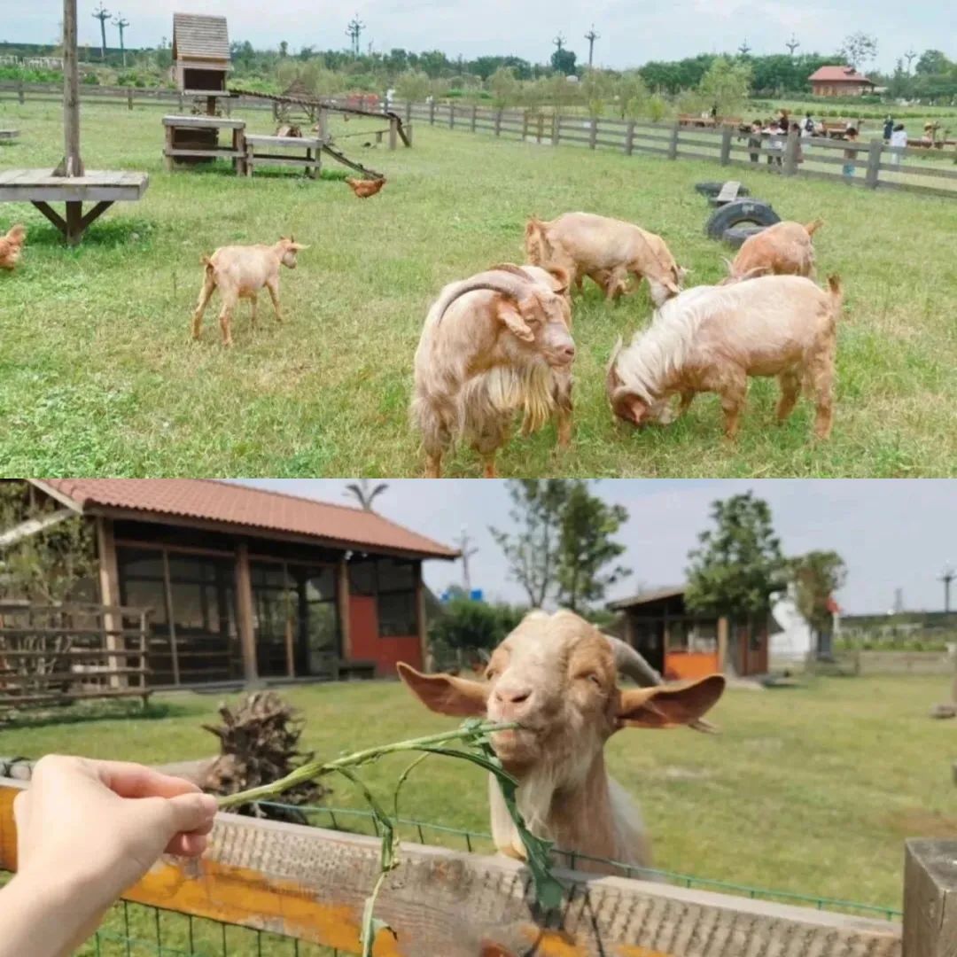 天府农博游玩心情,天府农业博览园一日游