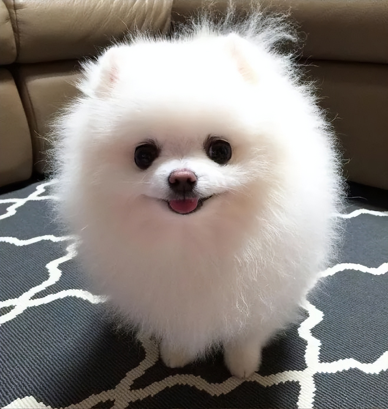 博美犬为什么不建议养公犬,博美犬的5大缺点看完你还想养吗