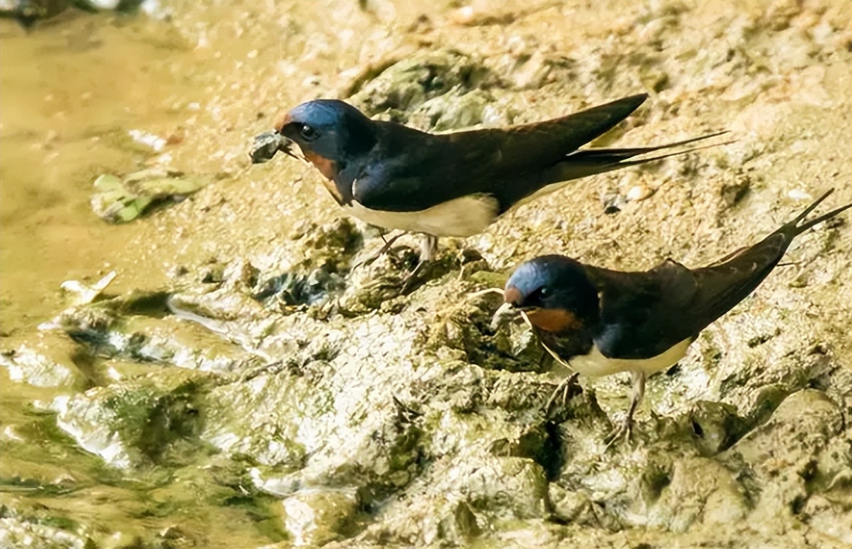 燕子窝底下怎么处理会干净,现在燕子窝怎么那么脏