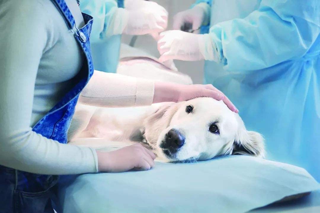 狗狗胆汁反流怎么办,狗狗胆汁淤积有泪痕