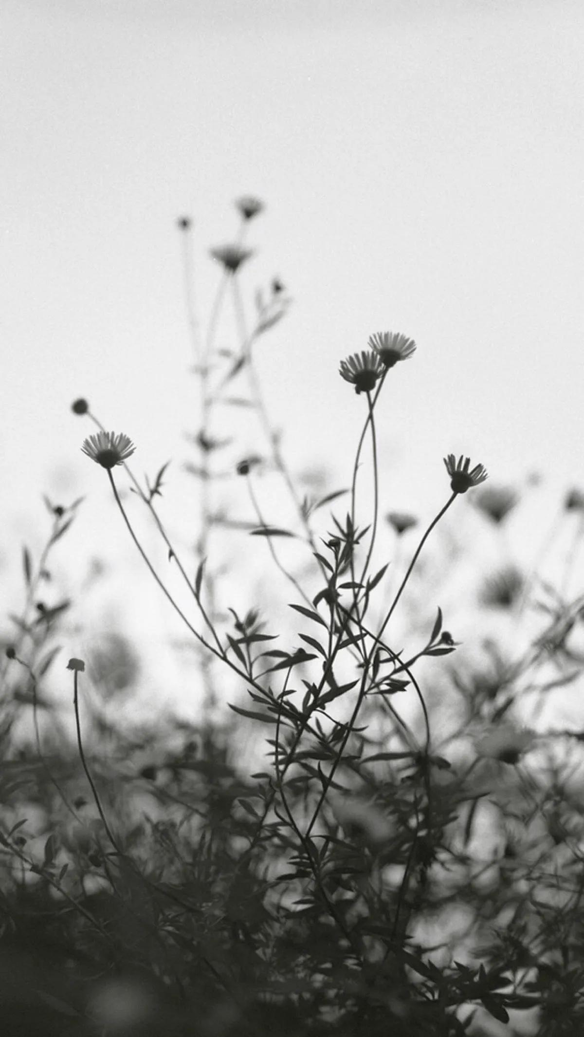 花朵黑白手绘图,黑白图片花朵