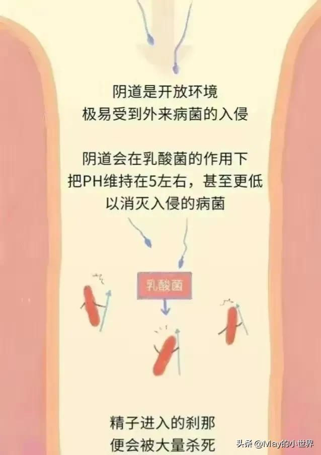 精子进入女性体内，会发生什么？