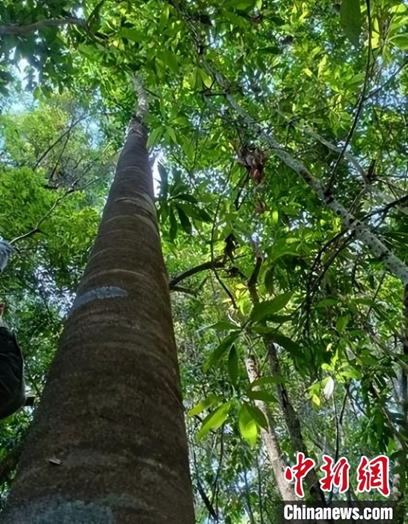一两沉香万两金国内公认,一两沉香木