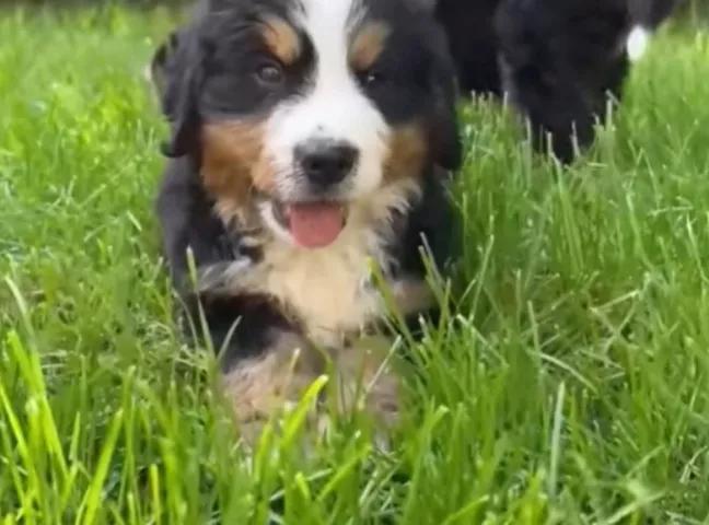 汪汪队立大功狗狗都是什么品种,汪汪队中的11个狗狗品种