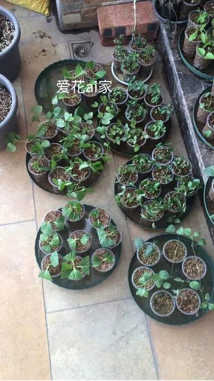 我怀疑这是我老公为了阻止我买花的阴谋