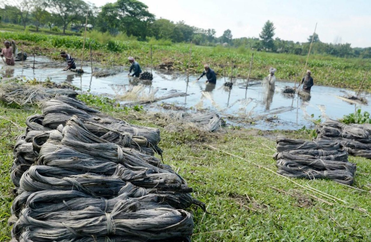 中国没人种的黄麻，为何却被印度当成“铁饭碗”，养活近千万人？