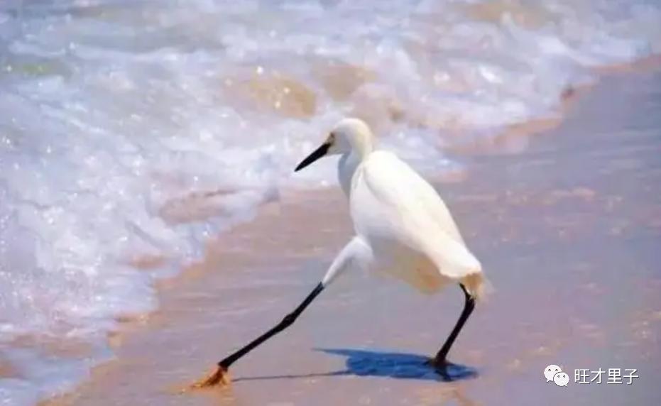 马龙换个衣服，棒子哭着臣服