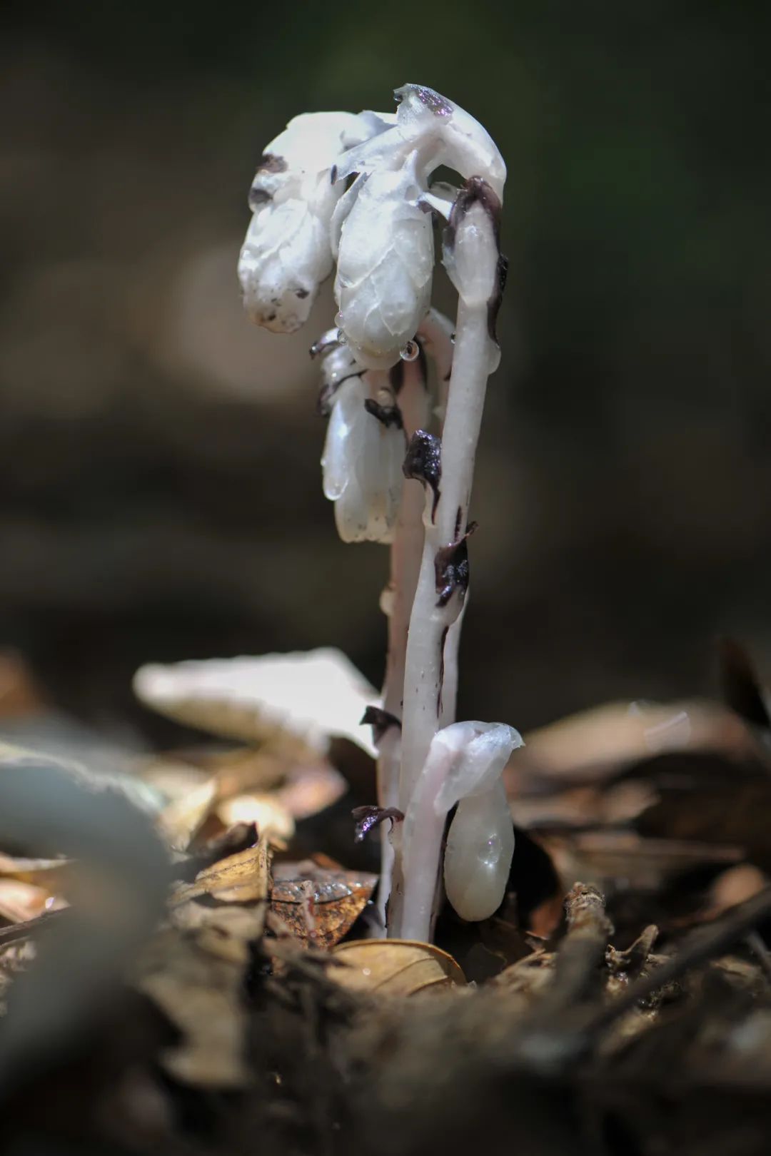 昆明七彩云南怎么样,七彩云南避暑家园