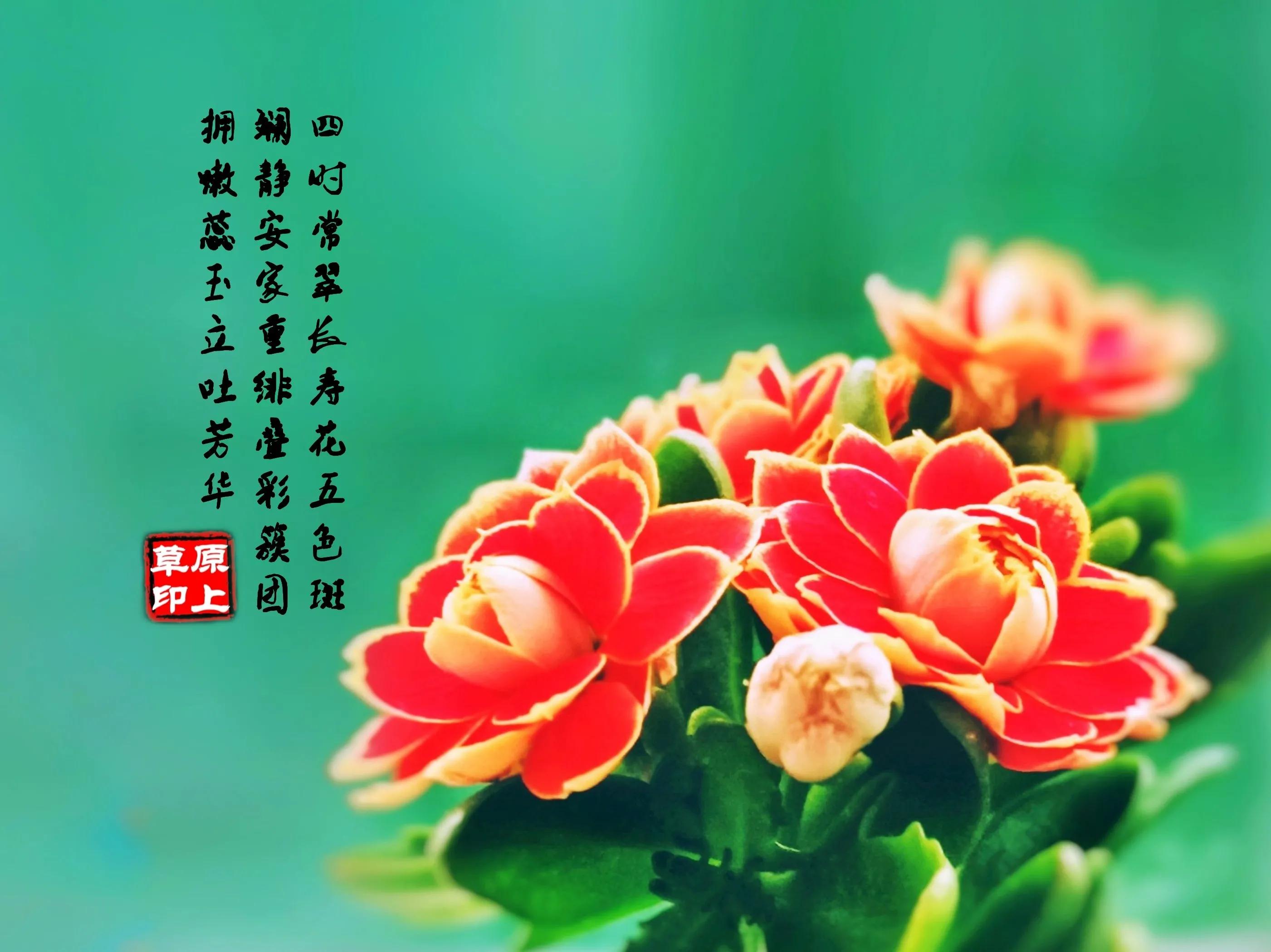 百花酿诗韵芬芳留人间（一）