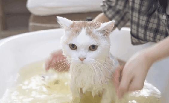 冬天养猫，宠主要注意“5做3不做”，对猫很重要