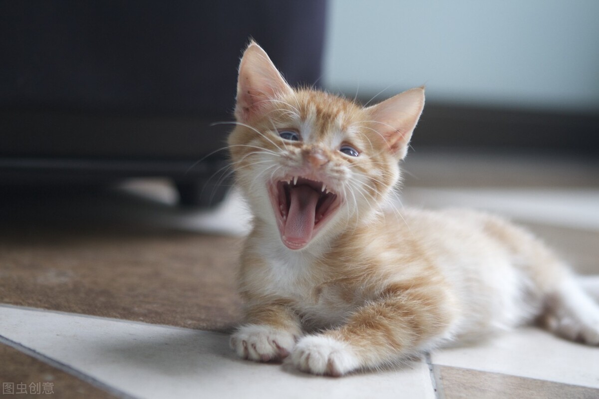 手把手教你治疗传说中无法被治愈的猫瘟