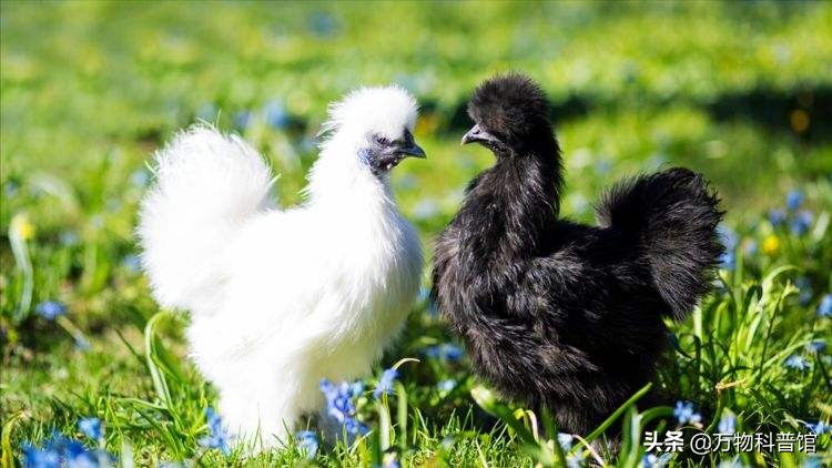 世界上最贵的十种鸡的品种,世界上最值钱的是什么鸡