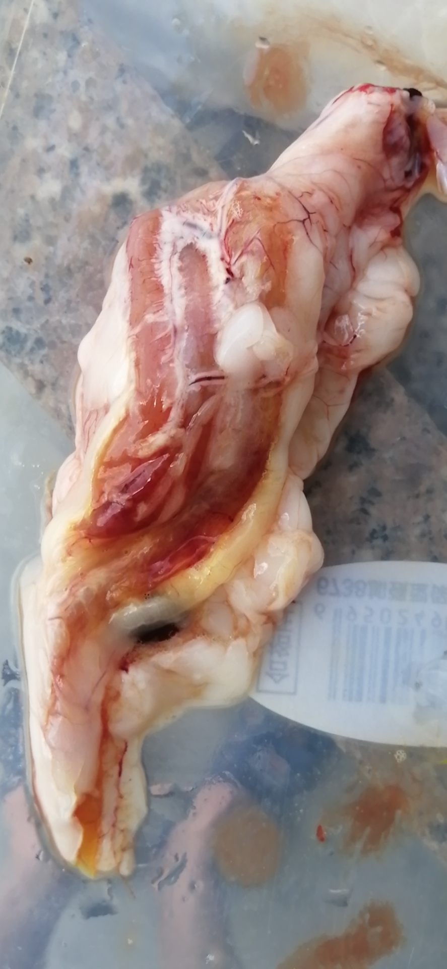 龙鱼病害防治图片,龙鱼常见疾病表现图片