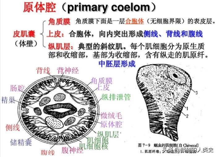 动物界节肢动物门昆虫纲,动物界软体动物门