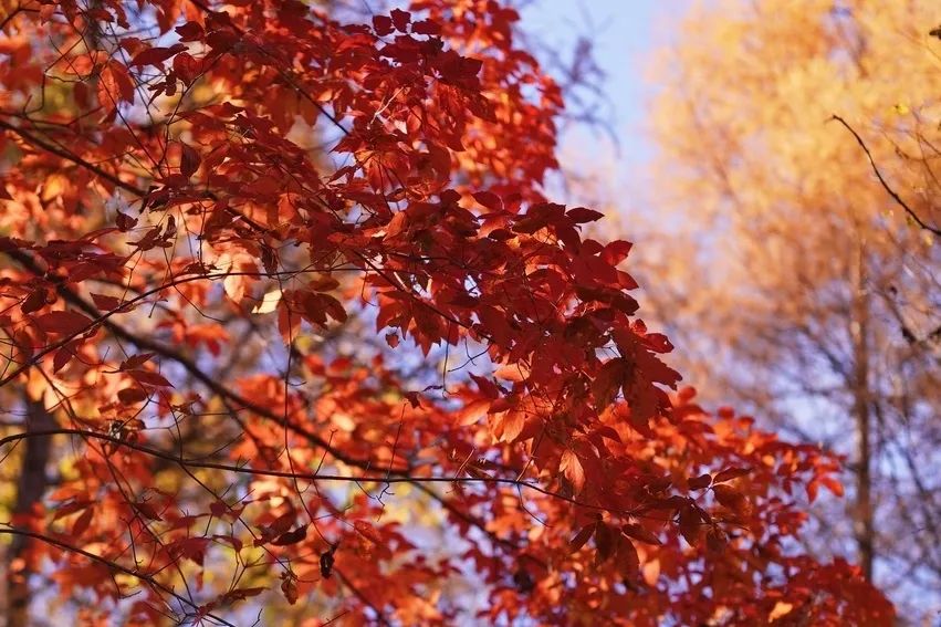 长白山的秋季,长白山夏天和秋天的区别