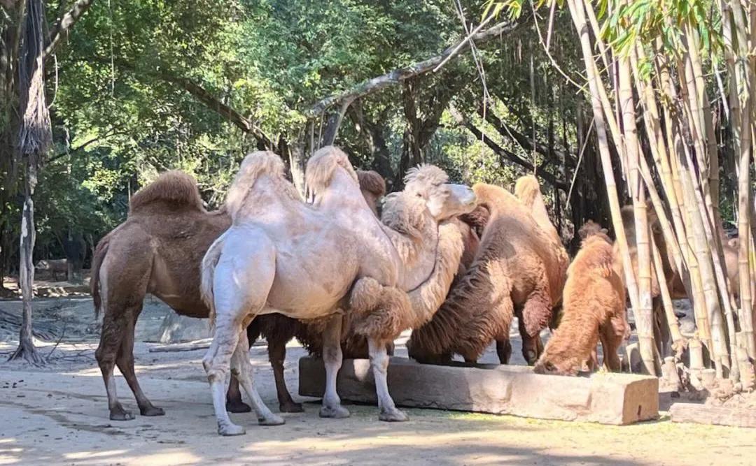 广州长隆野生动物世界有大象吗,广州长隆野生动物世界有多少动物