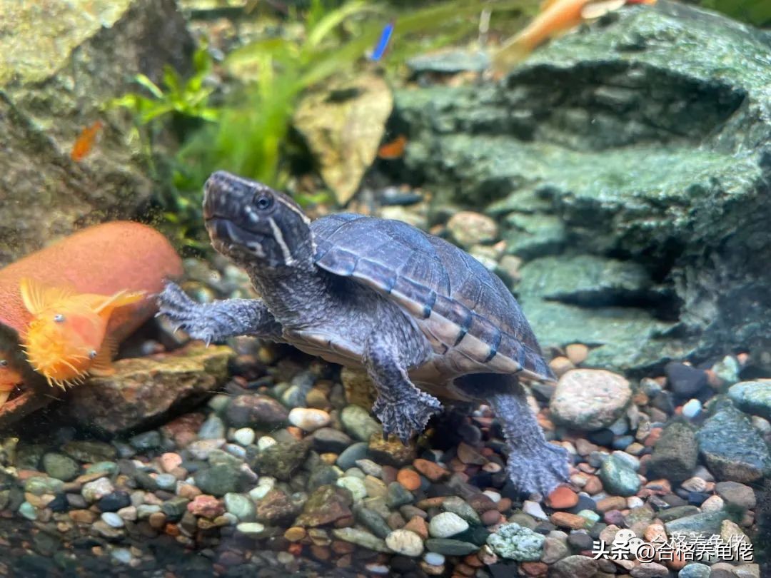 当你第一次养龟,养龟的尽头是什么