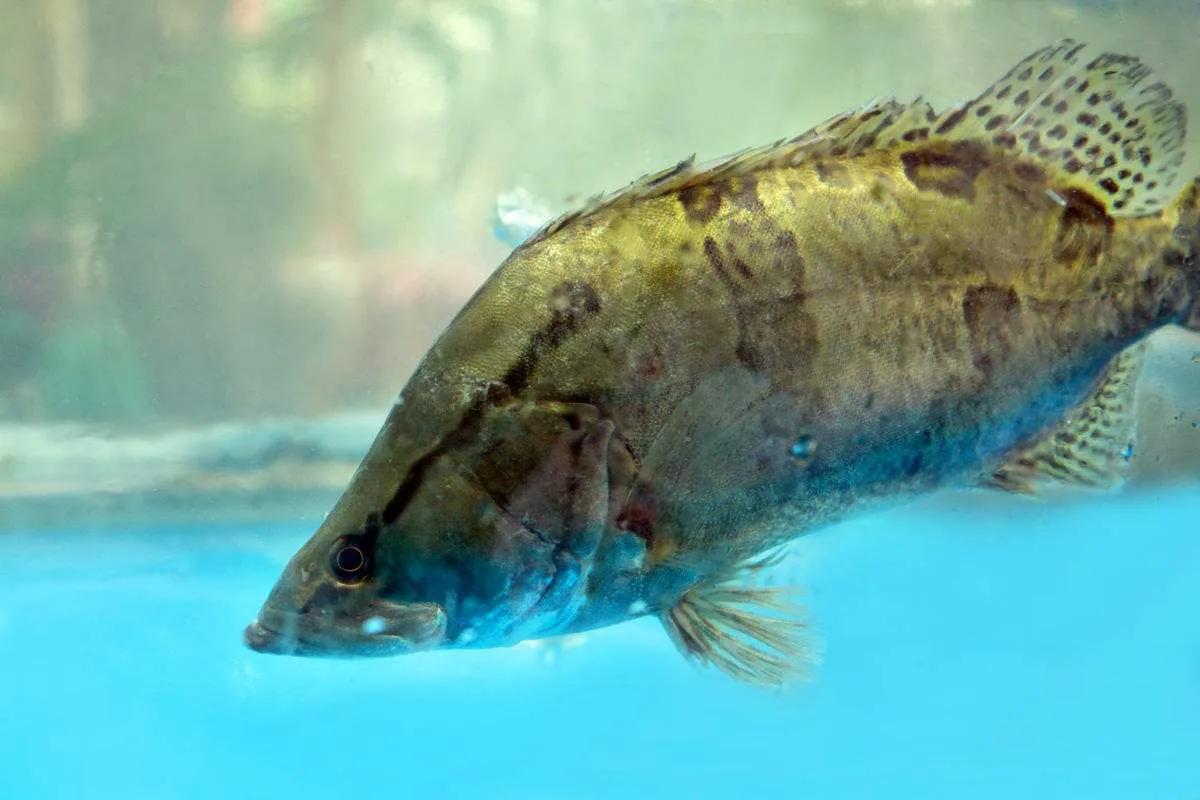 中国淡水鱼图谱大全集,中国各种淡水鱼的图片和名字