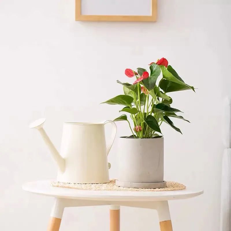 冬天红掌怎么养才能更旺盛,怎样养好红掌开花