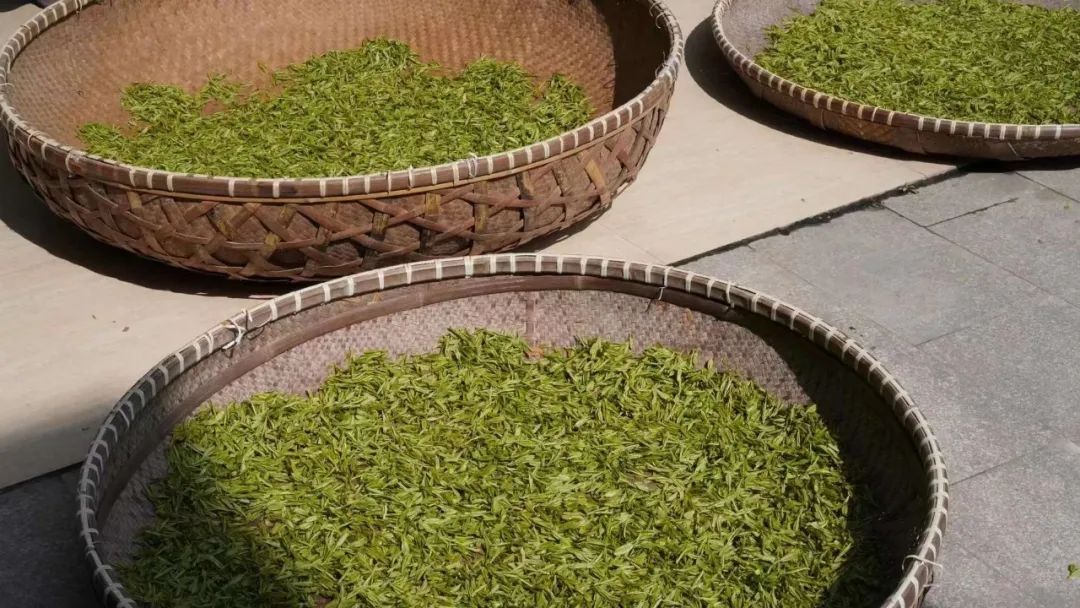 六种茶入门基础知识,六大茶类的所有基础知识都全了