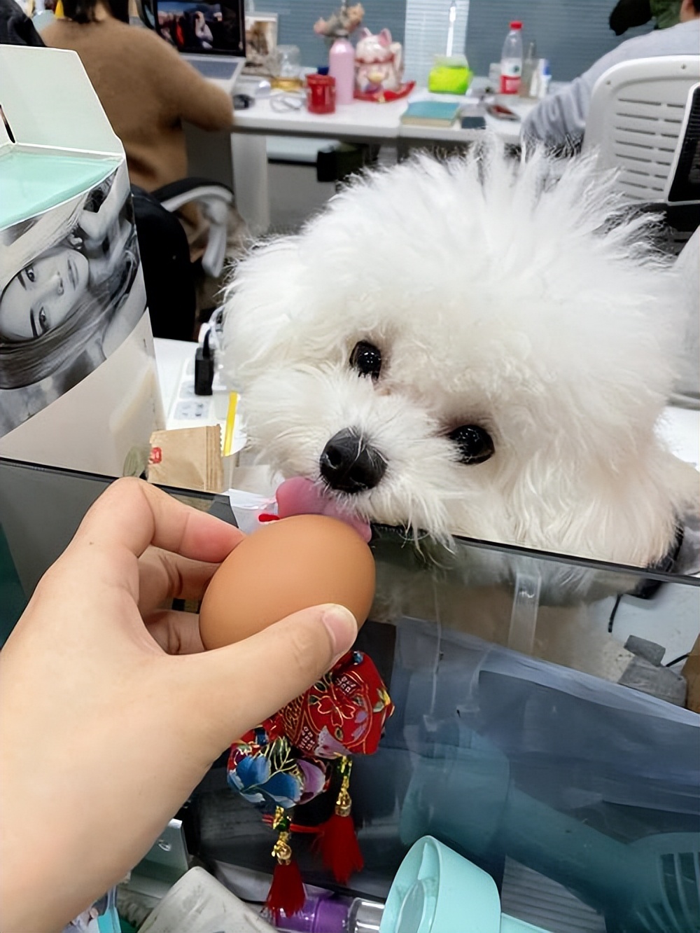 这几种食物对狗狗来说越吃越伤身,狗狗常吃这些食物身体倍儿棒