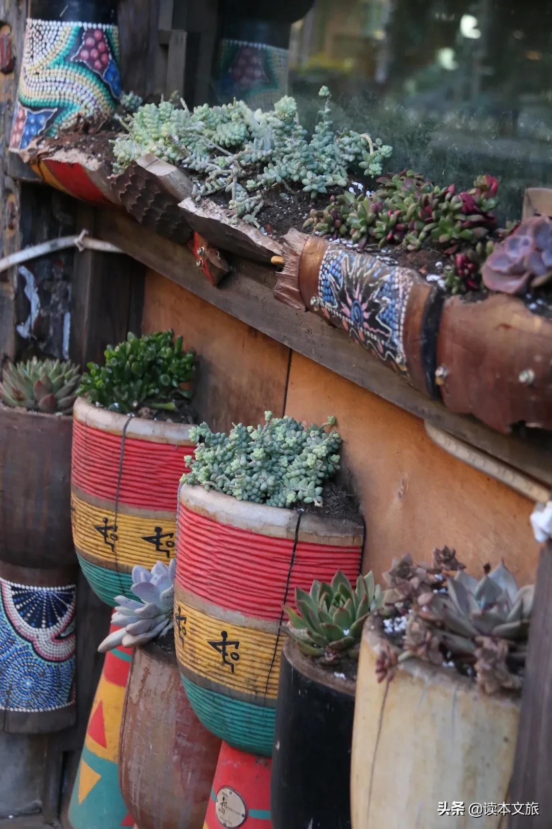 走进多肉世界,丽江古城多肉