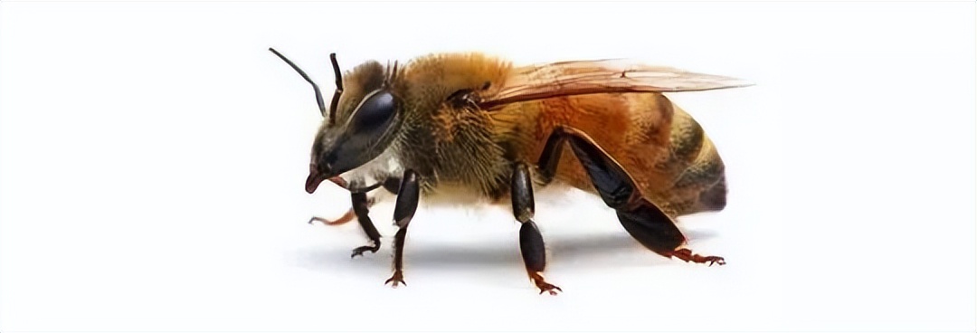 已经灭绝了的水果有哪些,即将消失的奇异昆虫