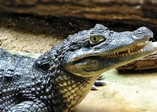 动物行为与生态,动物在生态系统中的作用