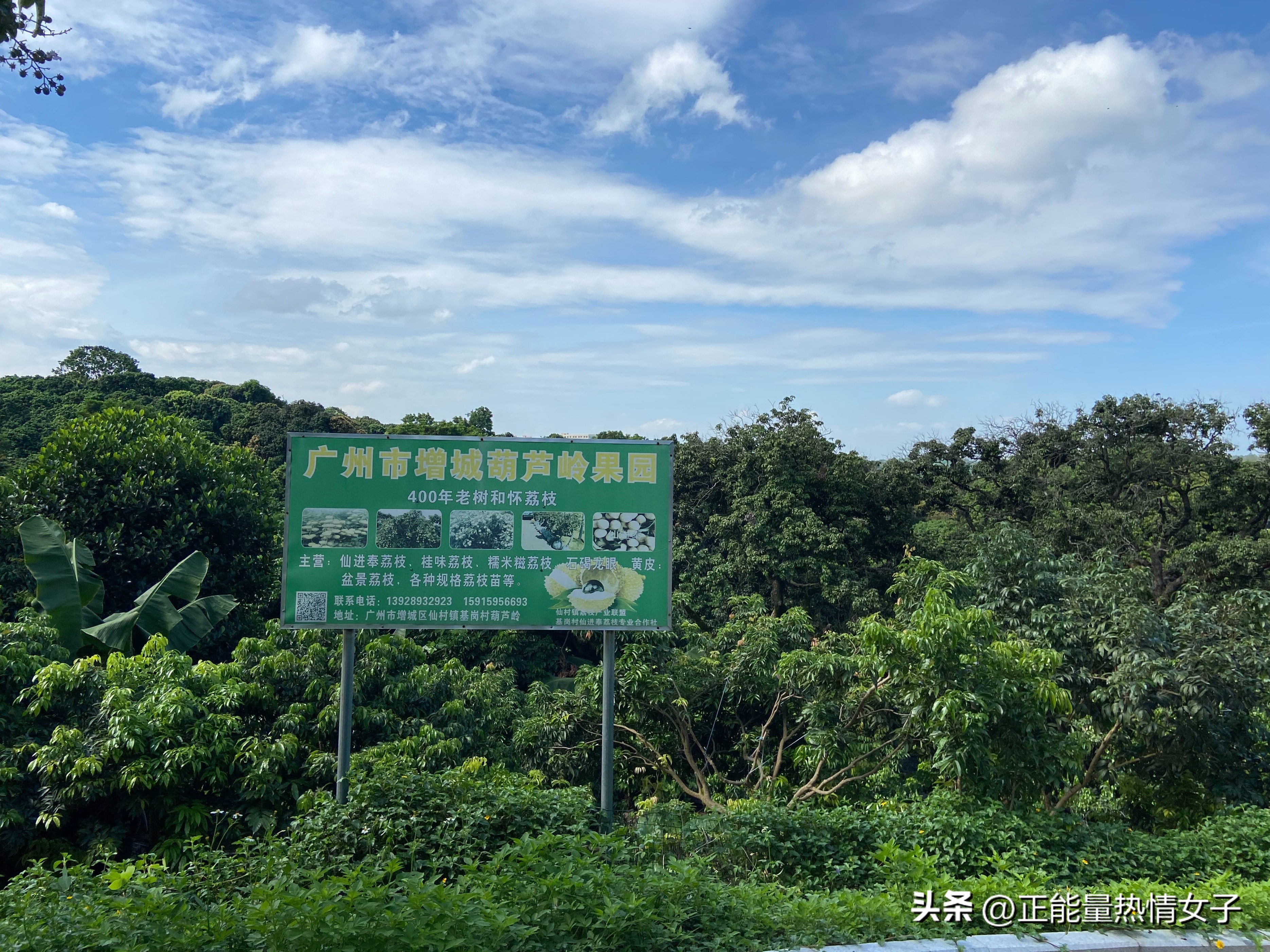 广州梅花岭森林公园,广州市白云区五峰山森林公园