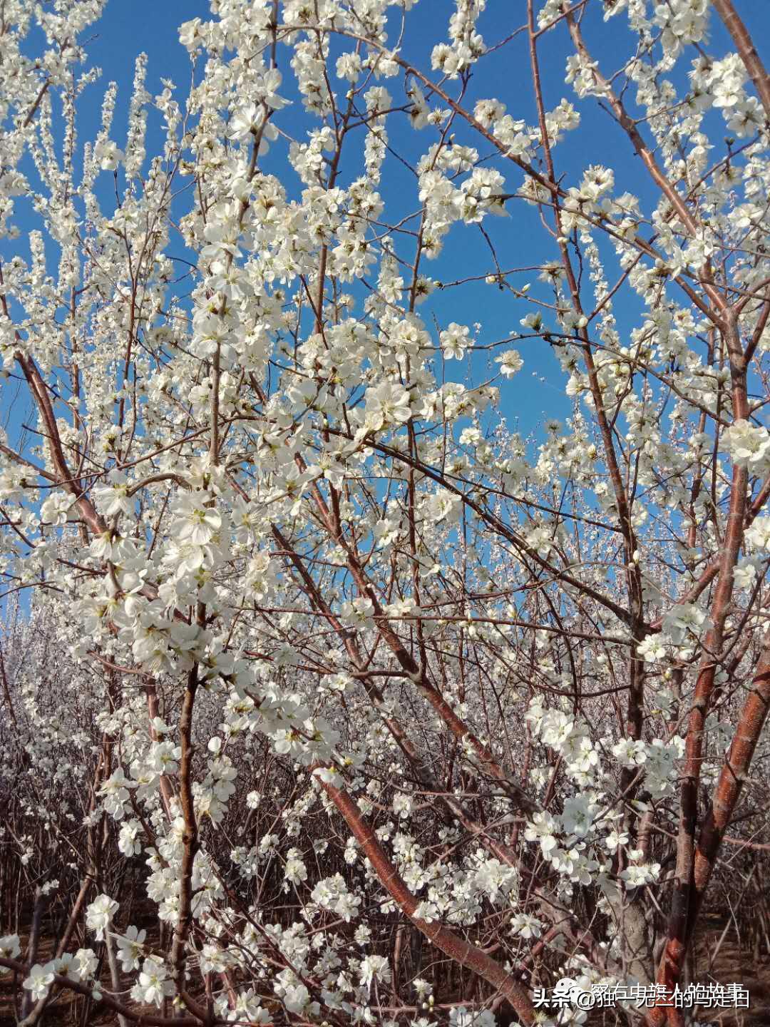 有浓重军旅情结与乡愁情怀,渐渐远去的乡愁