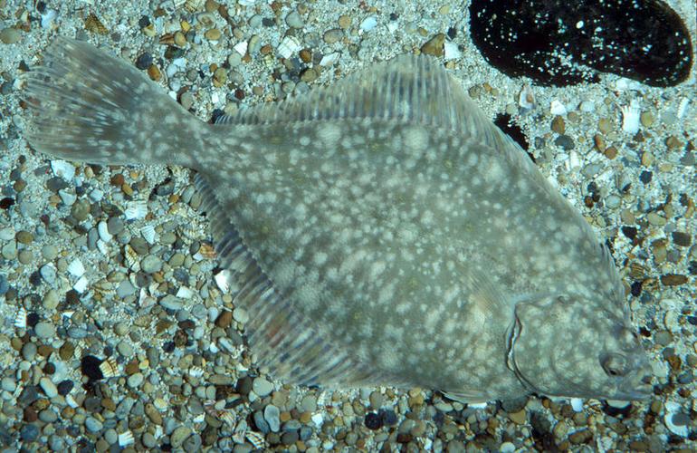 条斑星鲽工厂化养殖技术,星斑川鲽的营养价值