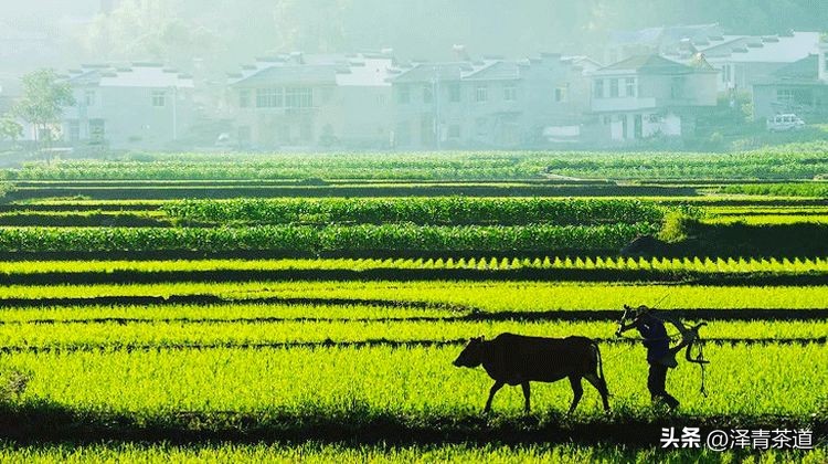 谷雨时节来杯谷雨茶,过了谷雨的茶有什么区别