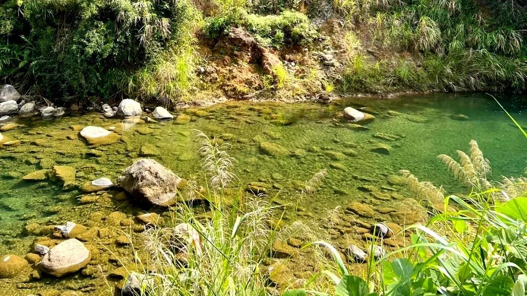 从化草埔村荷花游记,从化小杉村游玩攻略油菜花