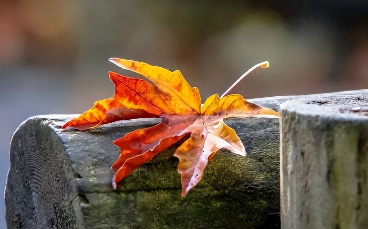 负债后，一定要学会“鳄鱼法则”，这样才能翻身，走出人生低谷