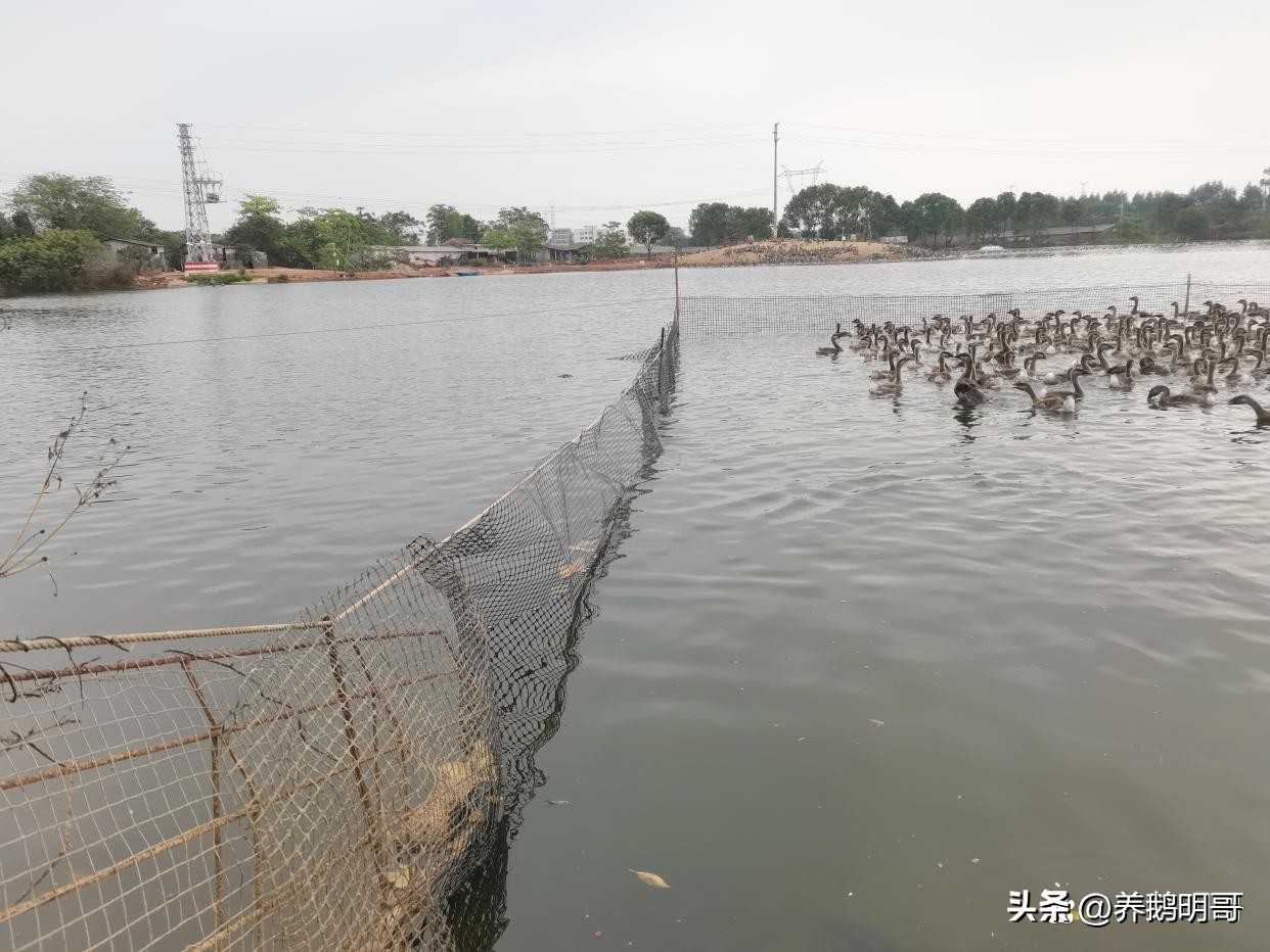 赤壁50亩鱼塘承包费一年要多少钱,25亩鱼塘承包要多少租金