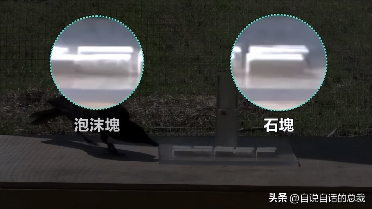 乌鸦为什么是外星人,外星人至今还未出现的5大原因