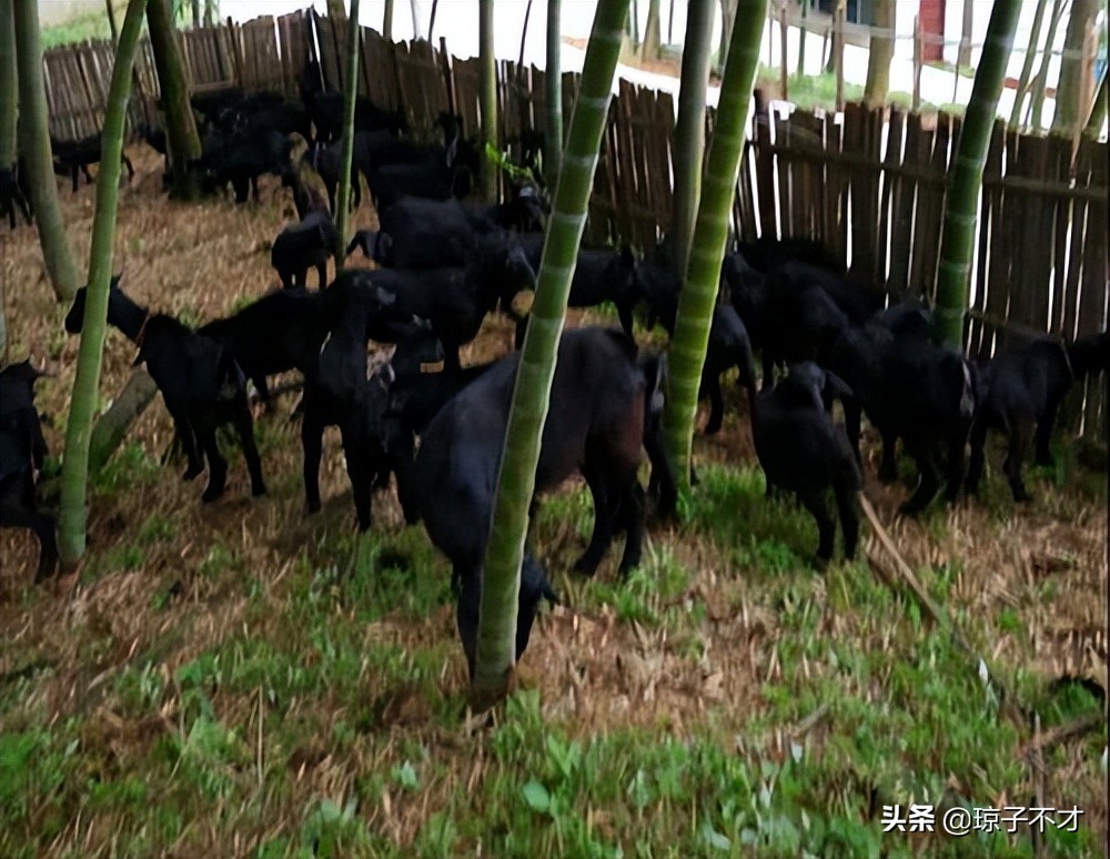 养羊既省钱长得又快的十种喂法,养羊的最佳管理方法