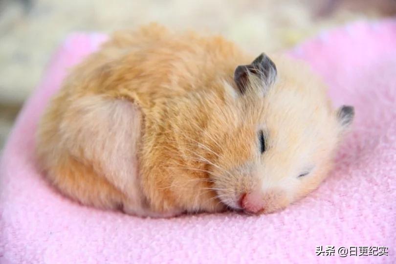 什么东西可以代替浴沙给仓鼠洗澡,如何给仓鼠洗澡不要钱