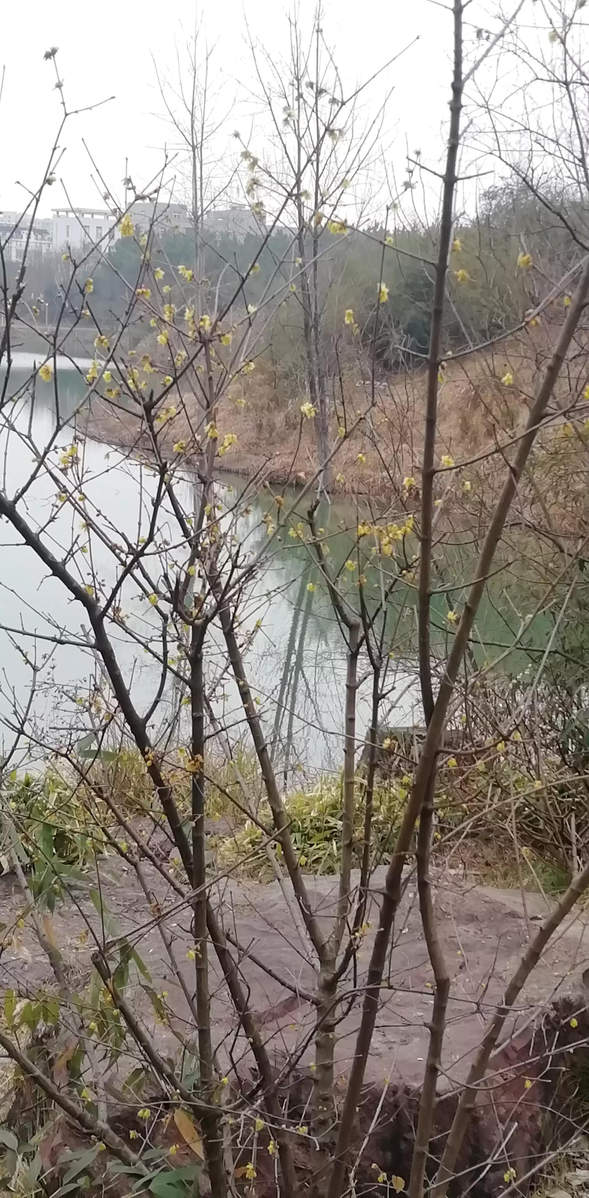 请投友们评论拍摄的怎么样？