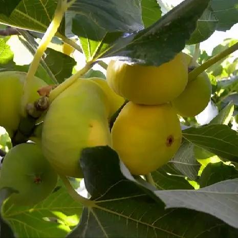 有一种水果叫无花果,新疆无漂白无花果